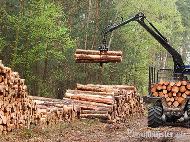 Szpenio – dobre drewno na Dolnym Śląsku