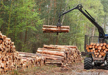  Szpenio – dobre drewno na Dolnym Śląsku